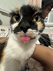 nickinluna