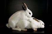 rabbbit